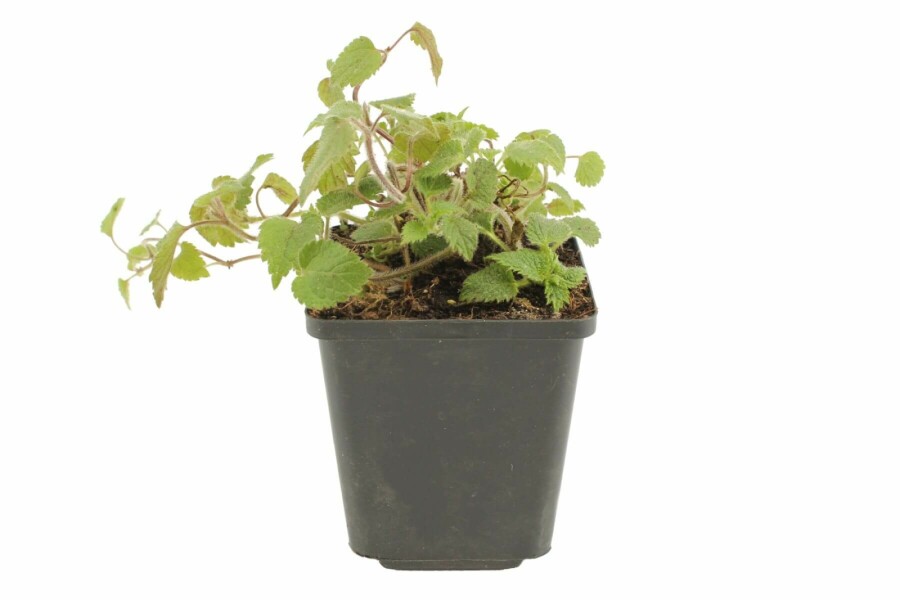 Almindelig guldnælde Lamium galeobdolon 'Florentinum' 5-10 potte P9 Lamium galeobdolon 'Florentinum'