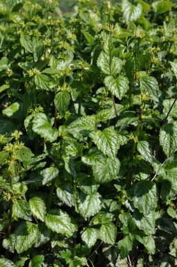 Almindelig guldnælde Lamium galeobdolon 'Florentinum' 5-10 potte P9