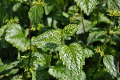 Almindelig guldnælde Lamium galeobdolon 'Florentinum' 5-10 potte P9