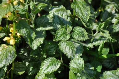 Almindelig guldnælde Lamium galeobdolon 'Florentinum' 5-10 potte P9