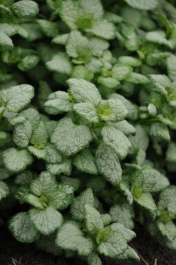 Plettet tvetand Lamium maculatum 'White Nancy' 5-10 potte P9