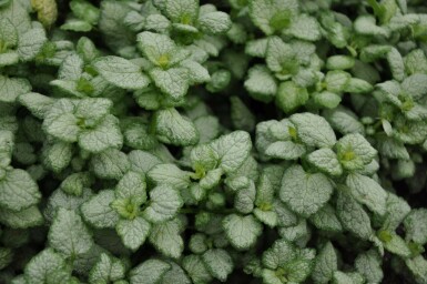 Plettet tvetand Lamium maculatum 'White Nancy' 5-10 potte P9