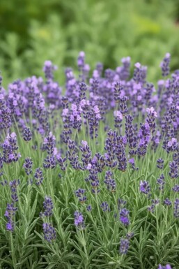 Ægte lavendel Lavandula angustifolia 'Dwarf Blue' 5-10 potte P9 Lavandula angustifolia 'Dwarf Blue'