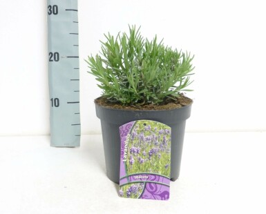 Ægte lavendel Lavandula angustifolia 'Hidcote' 10-15 potte C2