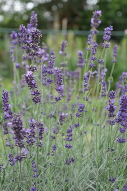 Ægte lavendel Lavandula angustifolia 'Hidcote' 10-15 potte C2
