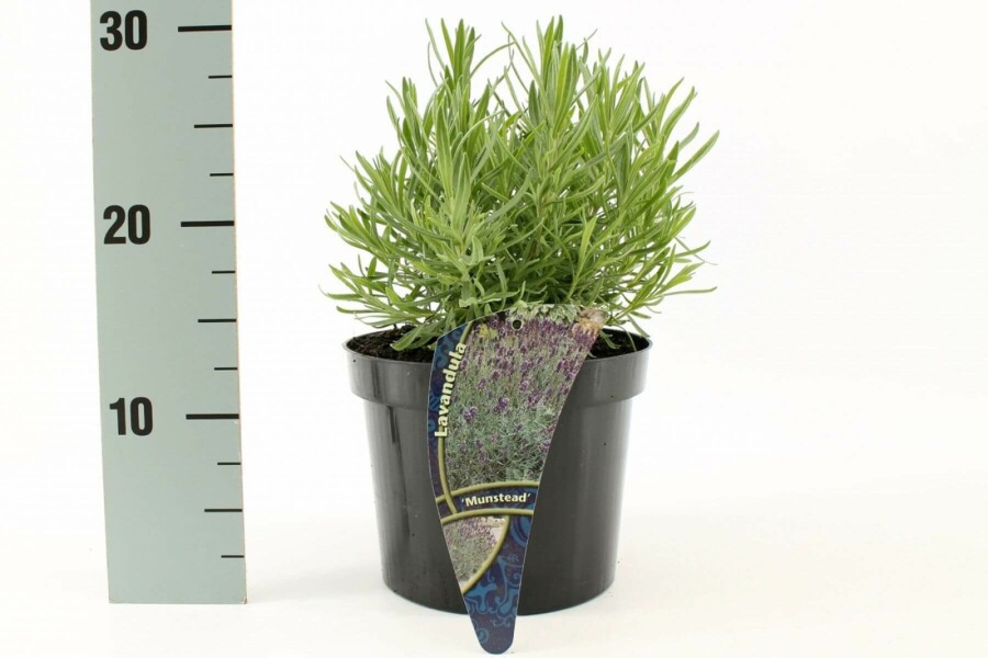 Ægte lavendel Lavandula angustifolia 'Munstead' 10-15 potte C2 Lavandula angustifolia 'Munstead'
