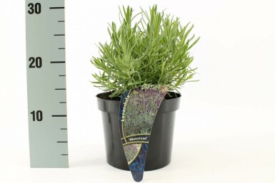 Ægte lavendel Lavandula angustifolia 'Munstead' 10-15 potte C2 Lavandula angustifolia 'Munstead'