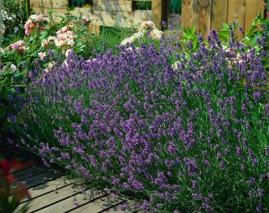 Ægte lavendel Lavandula angustifolia 'Munstead' 5-10 potte P9