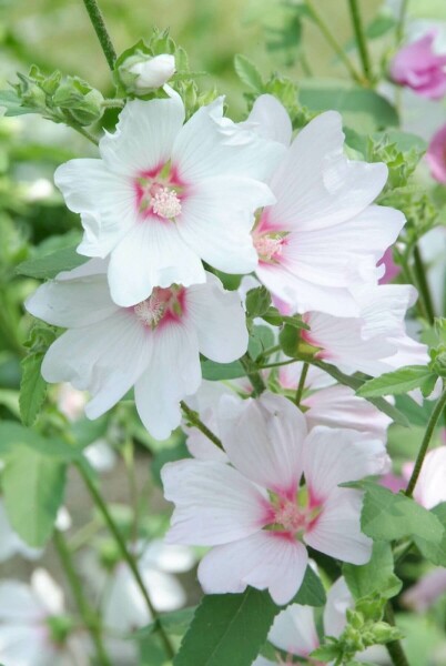 Poppelrose Lavatera 'Barnsley' 5-10 potte P9 Lavatera 'Barnsley'