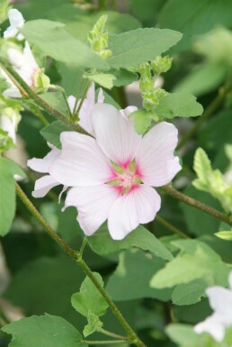 Poppelrose Lavatera 'Barnsley' 5-10 potte P9 Lavatera 'Barnsley'