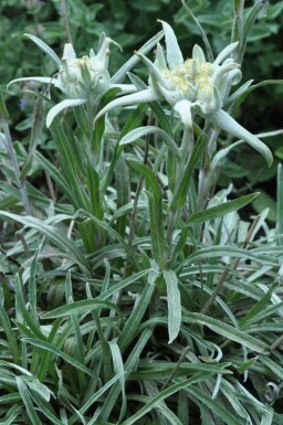 Ægte edelweiss Leontopodium alpinum 5-10 potte P9 Leontopodium alpinum
