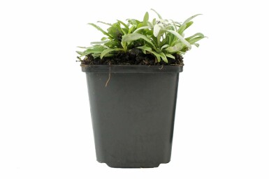 Ægte edelweiss Leontopodium alpinum 5-10 potte P9 Leontopodium alpinum