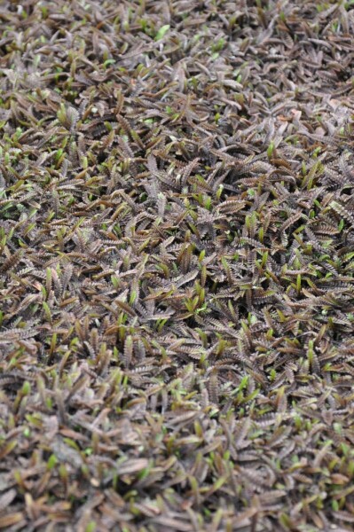 Bronzetrædepude Leptinella potentillina 'Platt's Black' 5-10 potte P9 Leptinella potentillina 'Platt's Black'