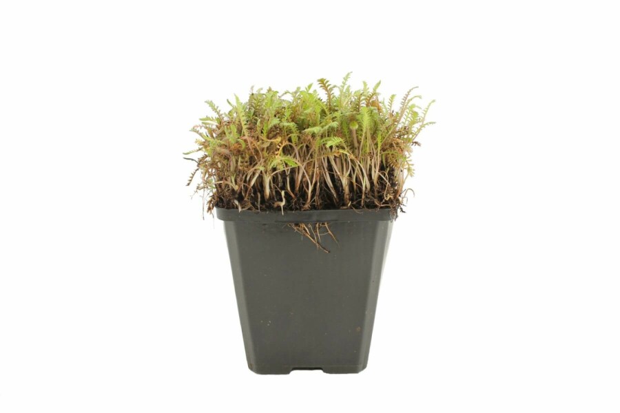 Bronzetrædepude Leptinella potentillina 'Platt's Black' 5-10 potte P9 Leptinella potentillina 'Platt's Black'