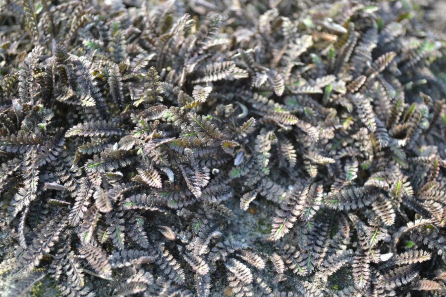 Bronzetrædepude Leptinella potentillina 'Platt's Black' 5-10 potte P9 Leptinella potentillina 'Platt's Black'