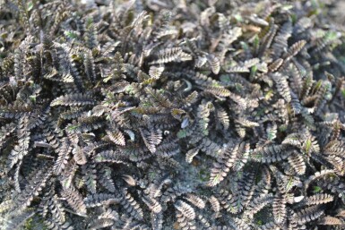 Bronzetrædepude Leptinella potentillina 'Platt's Black' 5-10 potte P9 Leptinella potentillina 'Platt's Black'