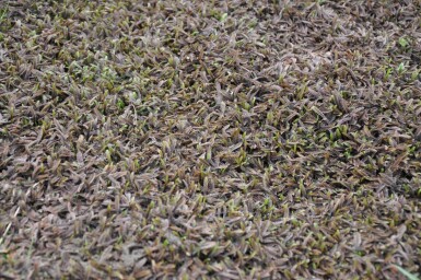 Bronzetrædepude Leptinella potentillina 'Platt's Black' 5-10 potte P9 Leptinella potentillina 'Platt's Black'