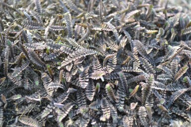 Bronzetrædepude Leptinella potentillina 'Platt's Black' 5-10 potte P9 Leptinella potentillina 'Platt's Black'