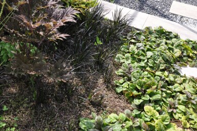 Bronzetrædepude Leptinella potentillina 'Platt's Black' 5-10 potte P9 Leptinella potentillina 'Platt's Black'