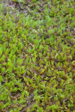 Almindelig trædepude Leptinella squalida 5-10 potte P9