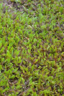 Almindelig trædepude Leptinella squalida 5-10 potte P9 Leptinella squalida