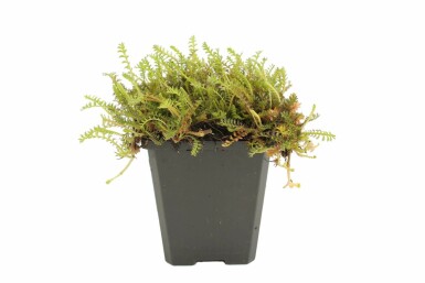 Almindelig trædepude Leptinella squalida 5-10 potte P9 Leptinella squalida