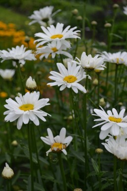 Kæmpemargerit Leucanthemum maximum 'Alaska' 5-10 potte P9 Leucanthemum maximum 'Alaska'