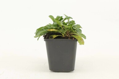 Kæmpemargerit Leucanthemum × superbum 'Silberprinzesschen' 5-10 potte P9