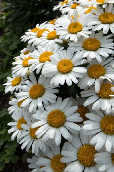 Kæmpemargerit Leucanthemum × superbum 'Snow Lady' 5-10 potte P9 Leucanthemum × superbum 'Snow Lady'