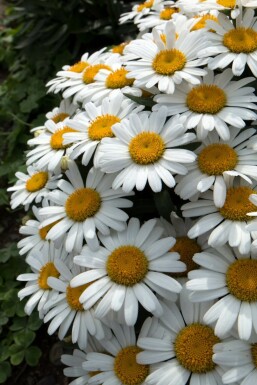 Kæmpemargerit Leucanthemum × superbum 'Snow Lady' 5-10 potte P9