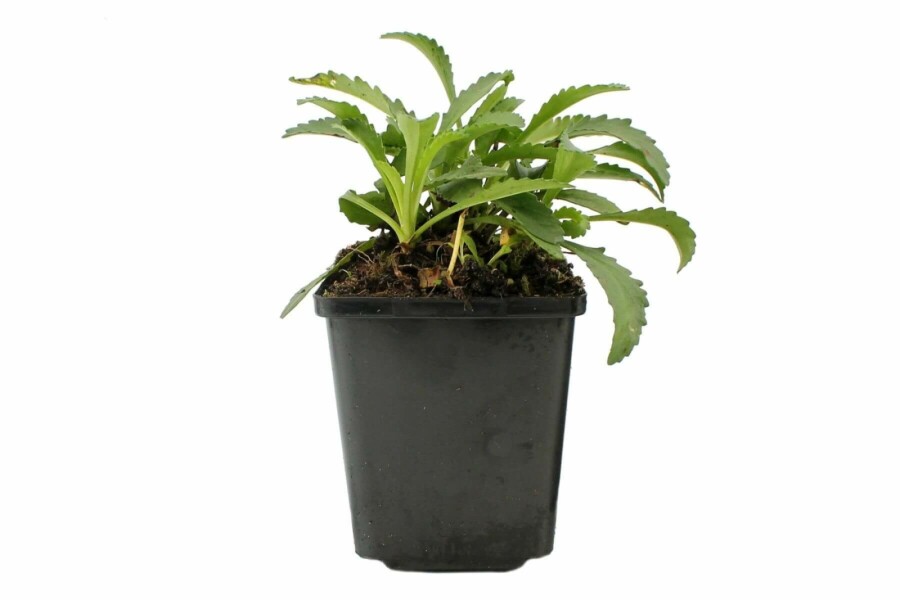 Kæmpemargerit Leucanthemum × superbum 'Snow Lady' 5-10 potte P9 Leucanthemum × superbum 'Snow Lady'