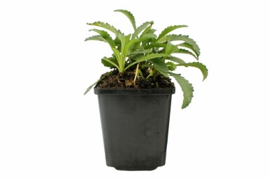 Kæmpemargerit Leucanthemum × superbum 'Snow Lady' 5-10 potte P9