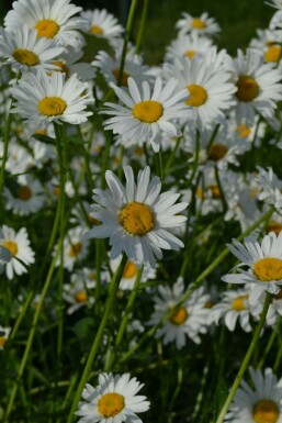 Hvid okseøje Leucanthemum vulgare 'Maikonigin' 5-10 potte P9 Leucanthemum vulgare 'Maikonigin'