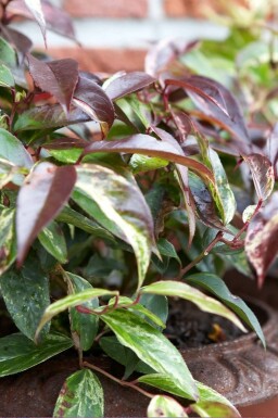 Akselandromedaslægten Leucothoe fontanesiana 'Rainbow' busk 20-30 potte C2