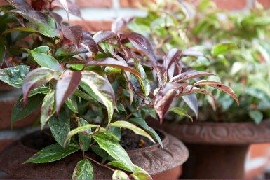 Akselandromedaslægten Leucothoe fontanesiana 'Rainbow' busk 20-30 potte C2