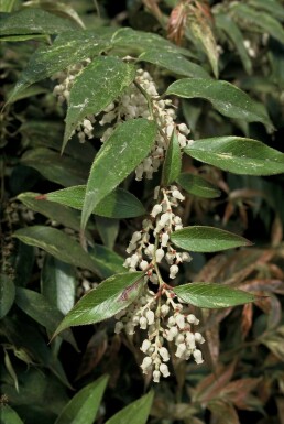 Akselandromedaslægten Leucothoe fontanesiana 'Rainbow' busk 20-30 potte C2