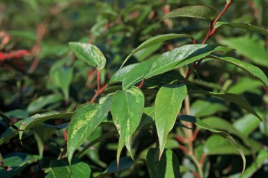 Akselandromedaslægten Leucothoe fontanesiana 'Rainbow' busk 20-30 potte C2