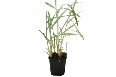 Almindelig marehalm Leymus arenarius 5-10 potte P9 Leymus arenarius