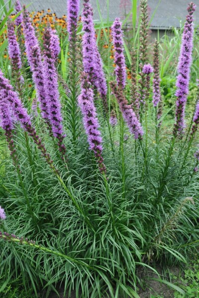 Langakset pragtskær Liatris spicata 'Floristan Violet' 5-10 potte P9 Liatris spicata 'Floristan Violet'