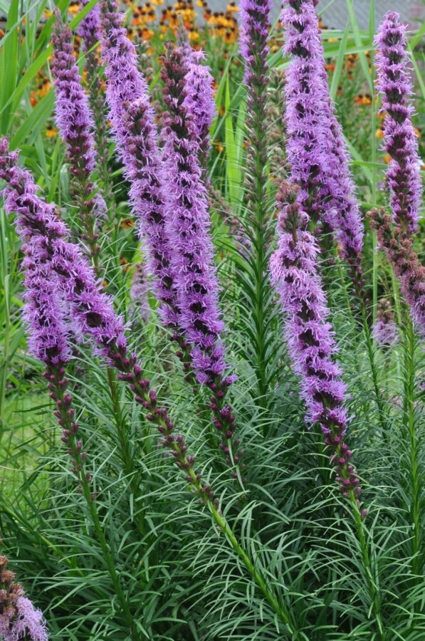 Langakset pragtskær Liatris spicata 'Floristan Violet' 5-10 potte P9 Liatris spicata 'Floristan Violet'