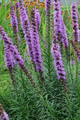 Langakset pragtskær Liatris spicata 'Floristan Violet' 5-10 potte P9