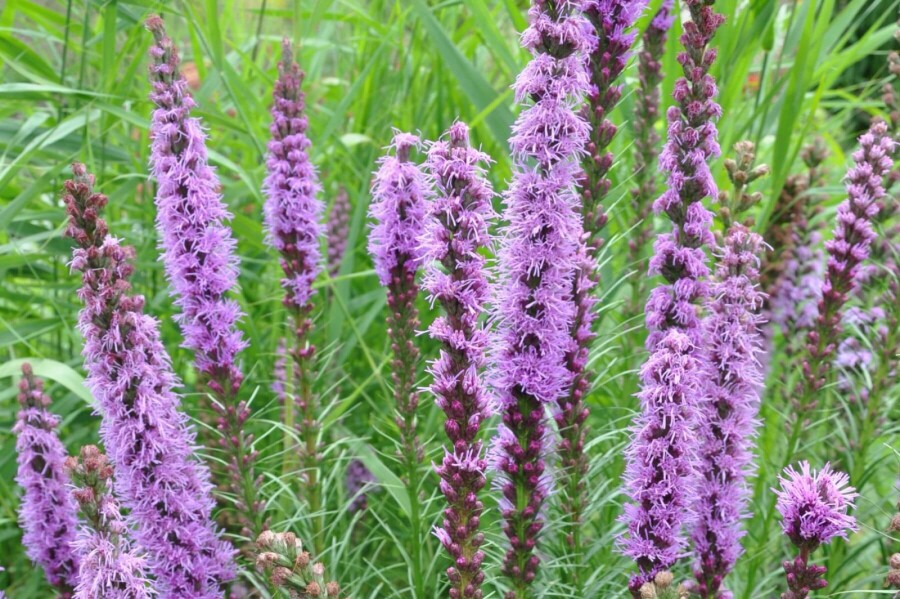 Langakset pragtskær Liatris spicata 'Floristan Violet' 5-10 potte P9 Liatris spicata 'Floristan Violet'