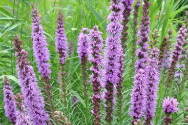 Langakset pragtskær Liatris spicata 'Floristan Violet' 5-10 potte P9