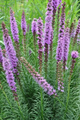 Langakset pragtskær Liatris spicata 'Floristan Violet' 5-10 potte P9