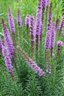 Langakset pragtskær Liatris spicata 'Floristan Violet' 5-10 potte P9 Liatris spicata 'Floristan Violet'