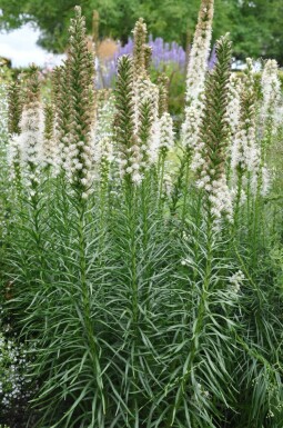 Liatris spicata 'Floristan Weiss'