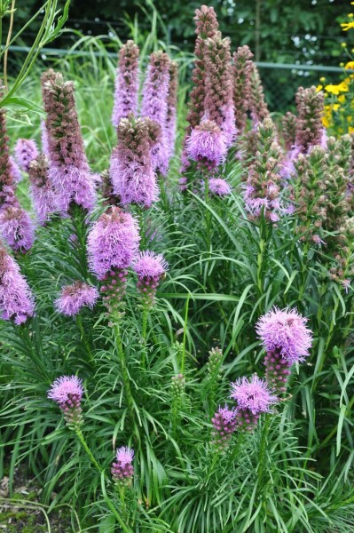 Langakset pragtskær Liatris spicata 'Kobold' 5-10 potte P9 Liatris spicata 'Kobold'
