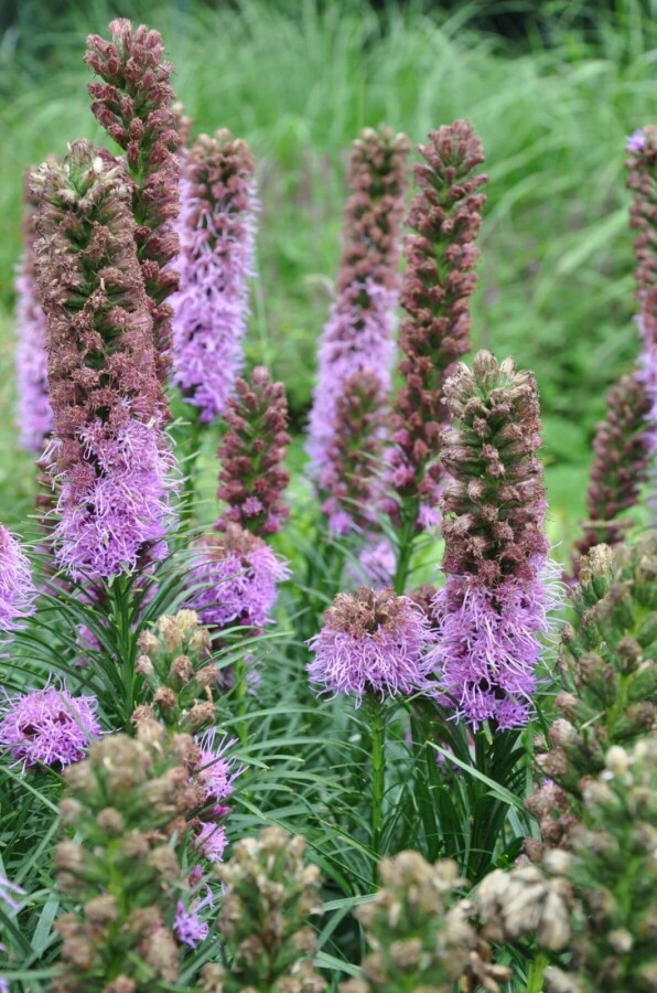 Langakset pragtskær Liatris spicata 'Kobold' 5-10 potte P9 Liatris spicata 'Kobold'