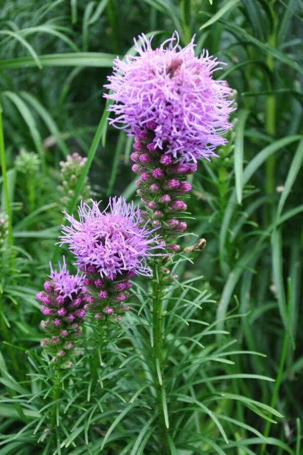 Langakset pragtskær Liatris spicata 'Kobold' 5-10 potte P9 Liatris spicata 'Kobold'