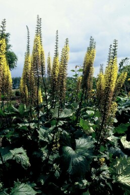 Nøkketunge Ligularia przewalskii 5-10 potte P9 Ligularia przewalskii